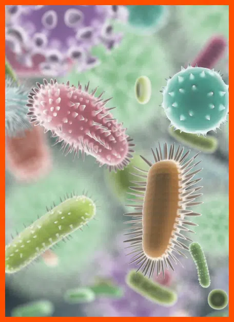 Bacteria